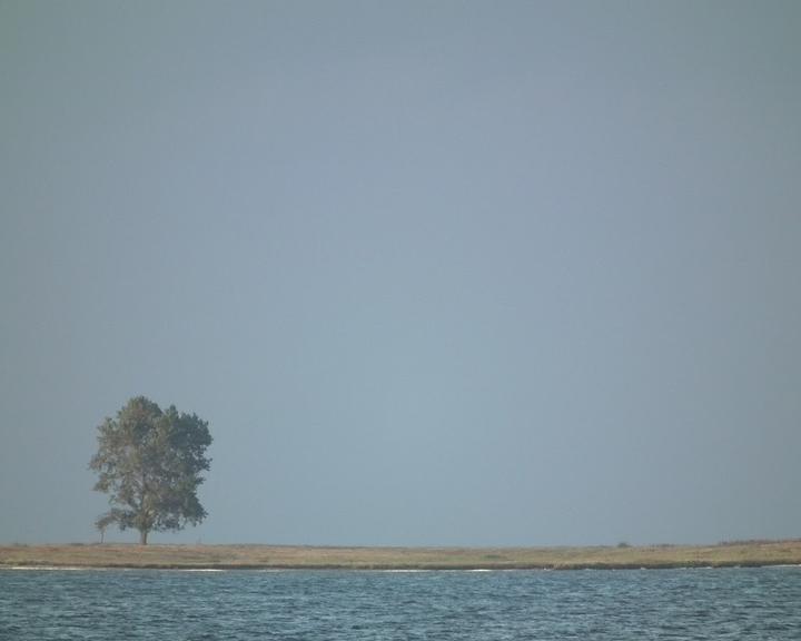 Stortebeker