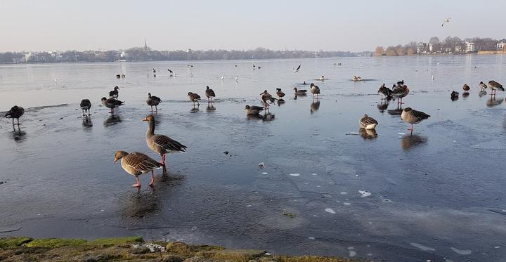 Alster Cliff