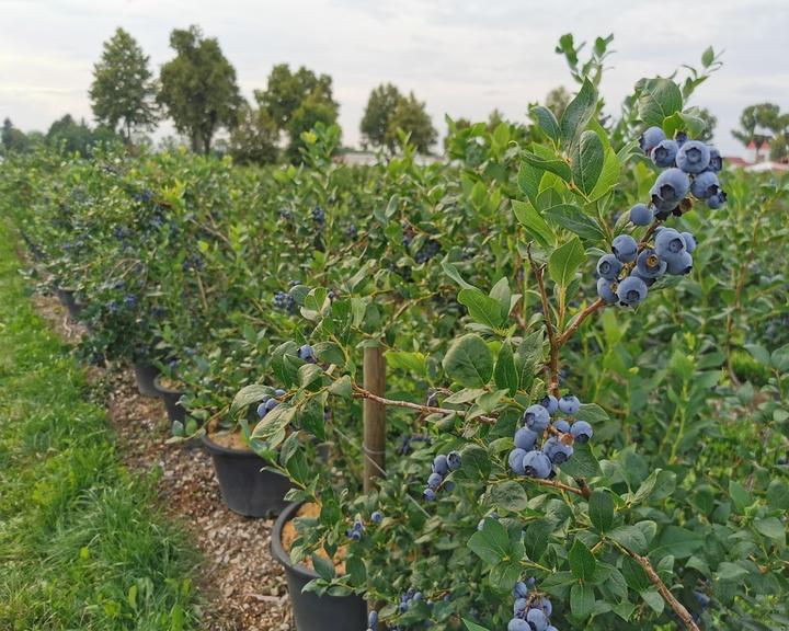 Hofreiter Beerencafé Feldmoching