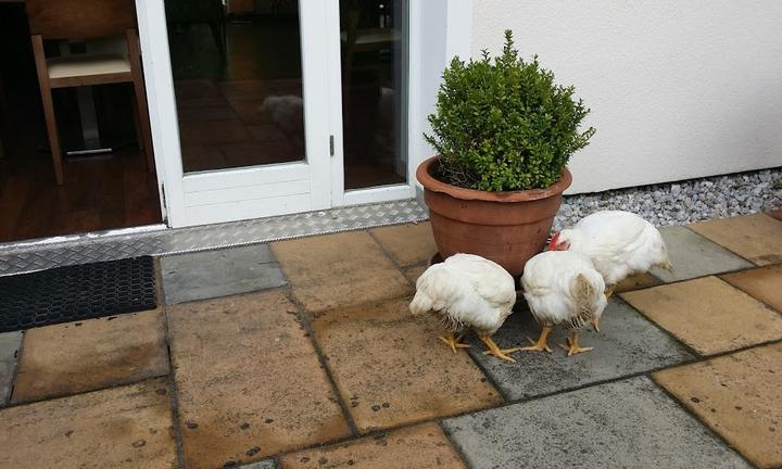 Reis Backerei Konditorei Cafe