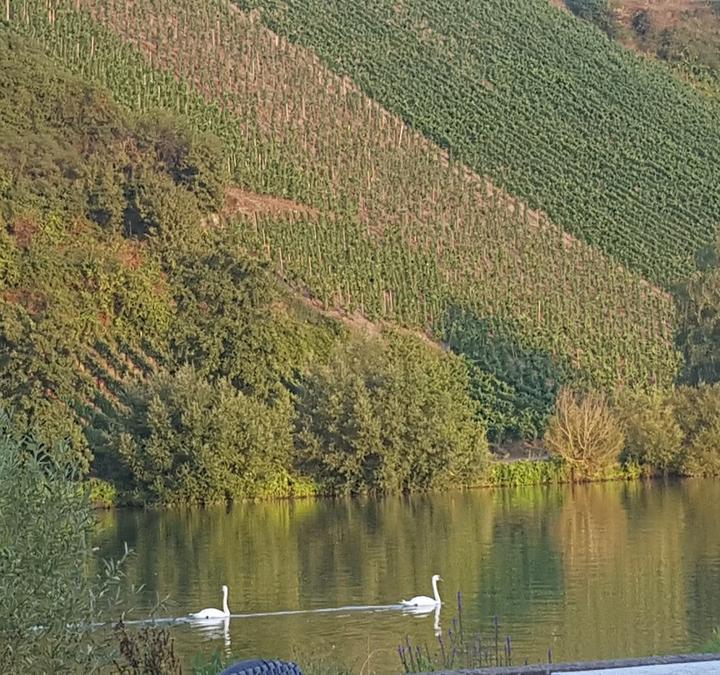 Gasthof Moselloreley