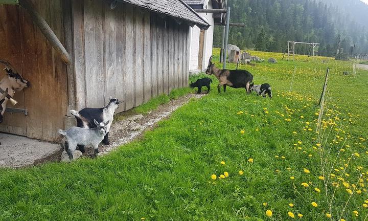 Almgasthof Esterberg