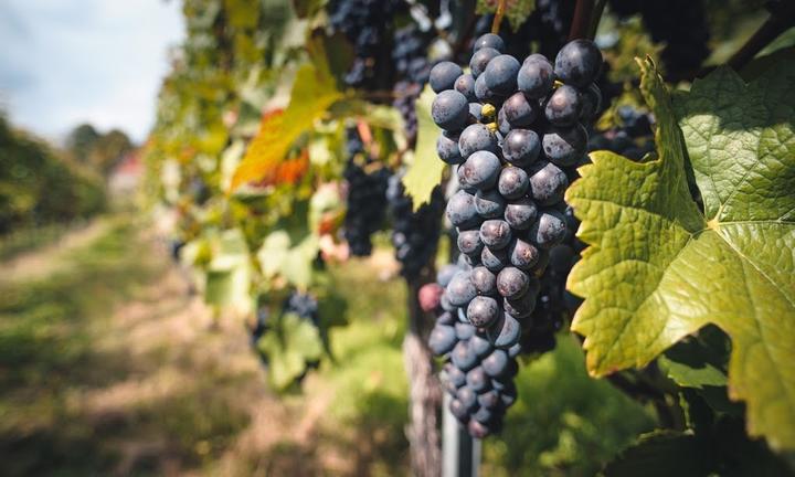 Weingut DREI HERREN