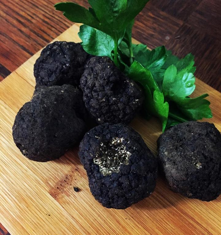 InCibus