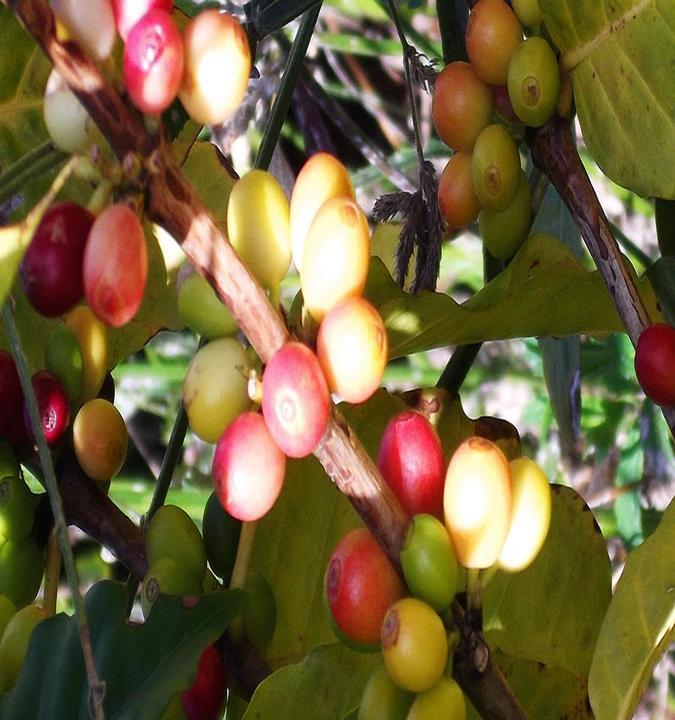 Kühlungsborner Kaffeerösterei