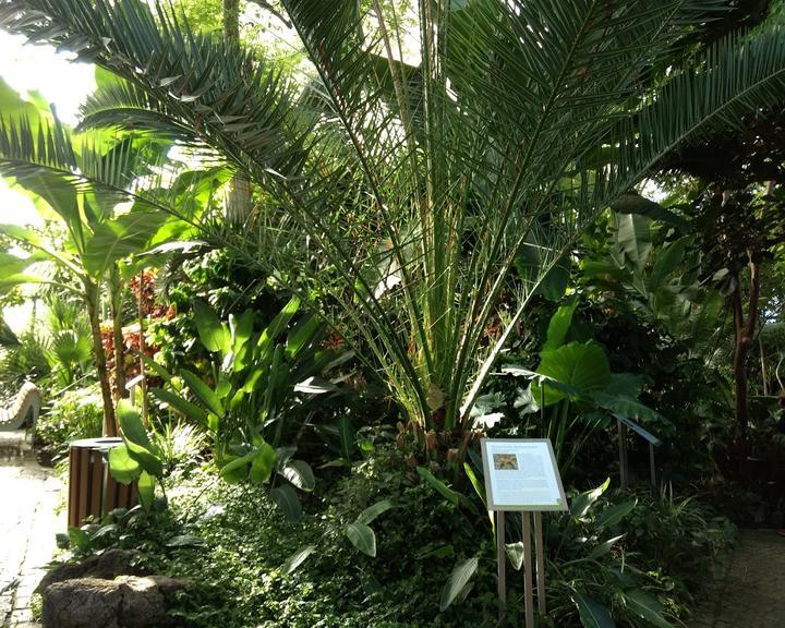 Cafe Pflanzenschauhaus