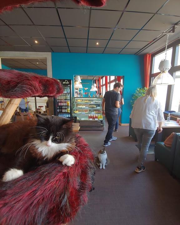 Cats Cafe