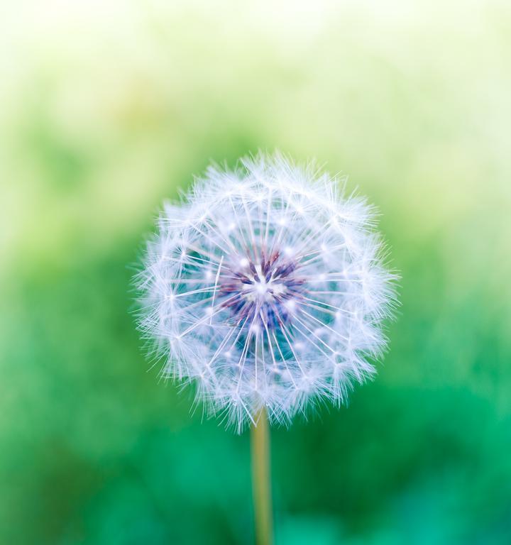 Pusteblume