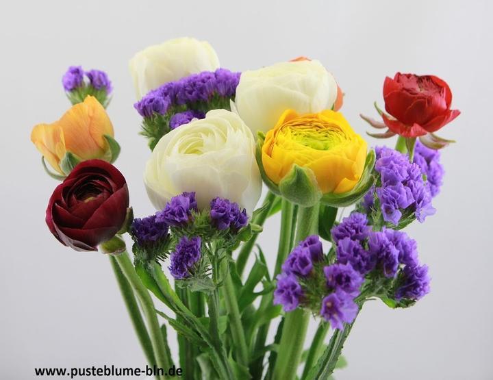 Pusteblume