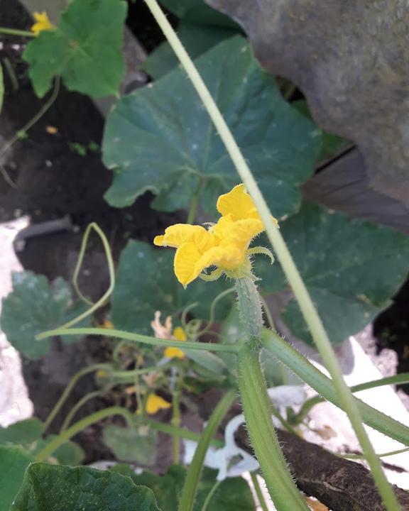 Sonnenhof Im Eichenbuhl