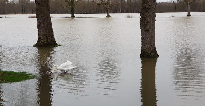 Rheinstrandbad Rappenwort Becker