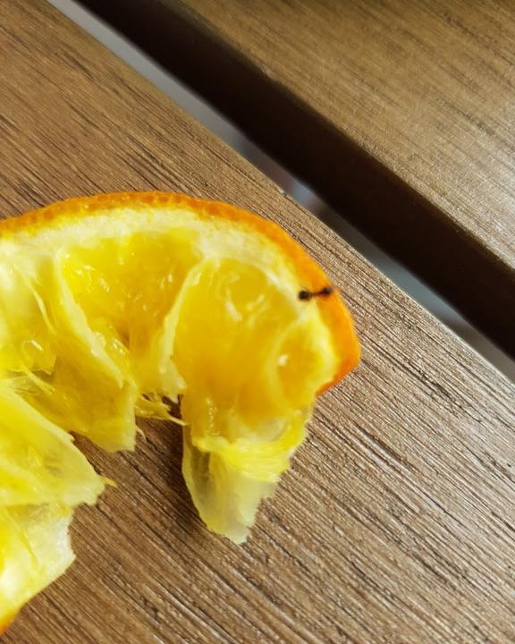 Rickmer Rickmers Gastronomie