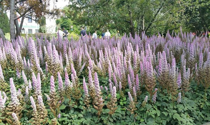 Teestube u. Cafe Schmidt