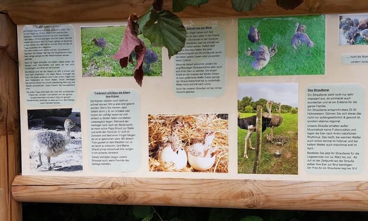 Die Straussenfarm