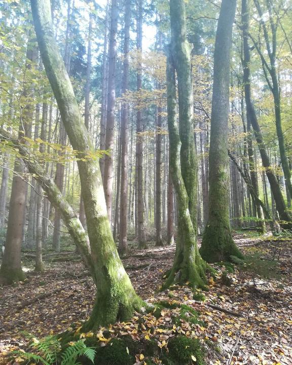 Graefensteinhuette PWV Merzalben