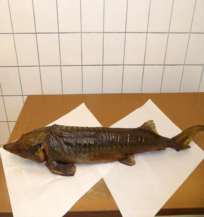 Fischverkauf Armin Peschel