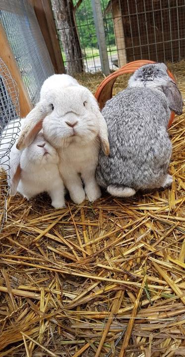 Landgasthof Drei Linden