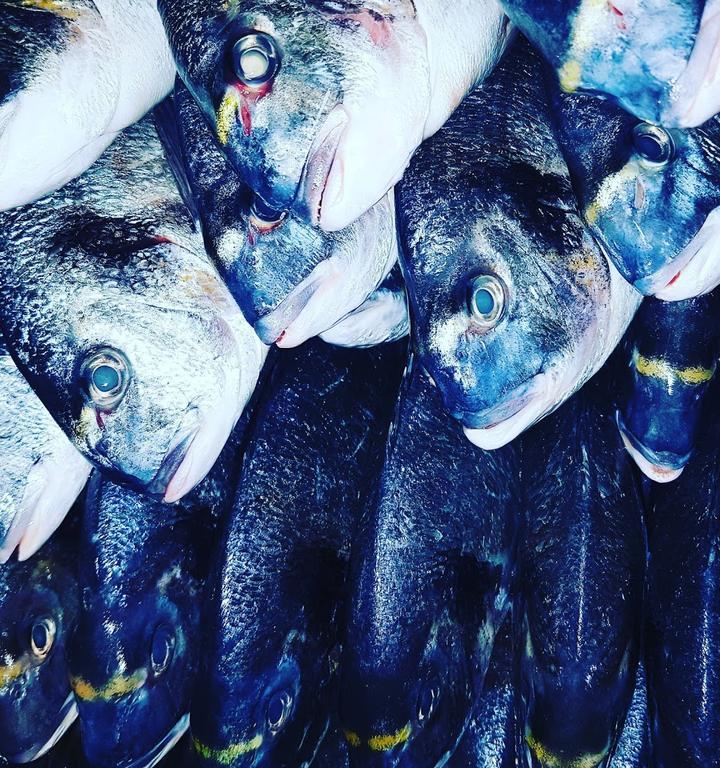 Fisch Gericht