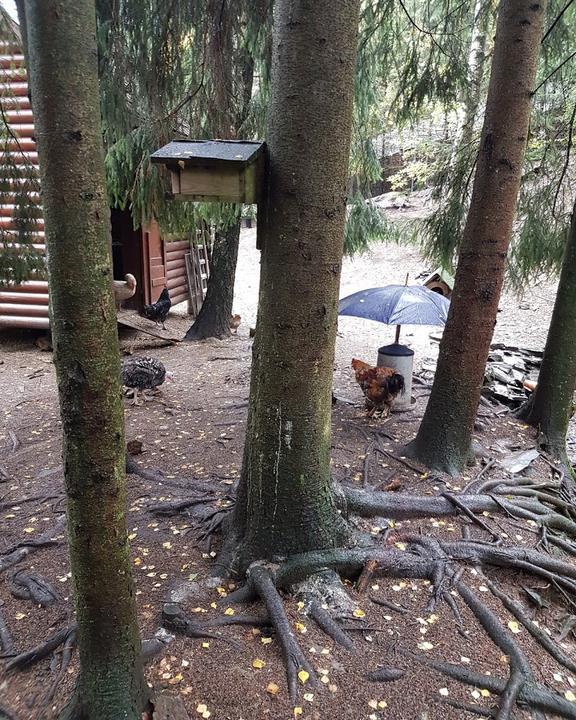 Bergmannsklause