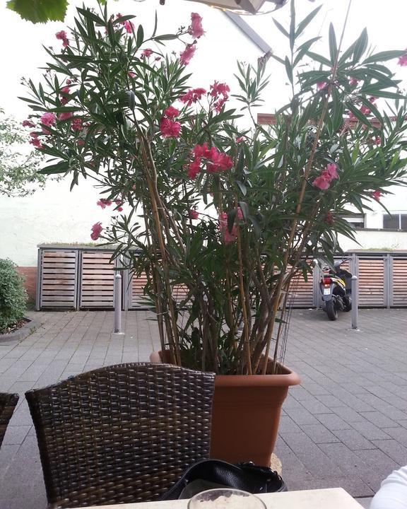 Weinstube Zur Sonne