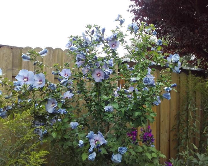 Steak- und Kartoffelhaus Kampe