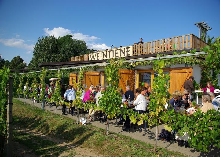 Weintiene