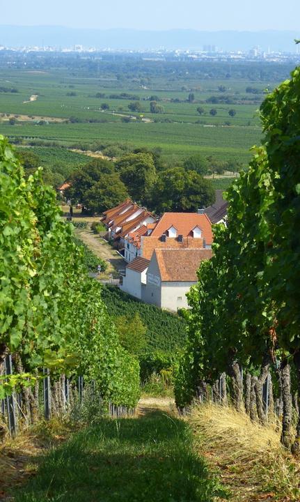 Wein Paradies an der Weinstrasse UG