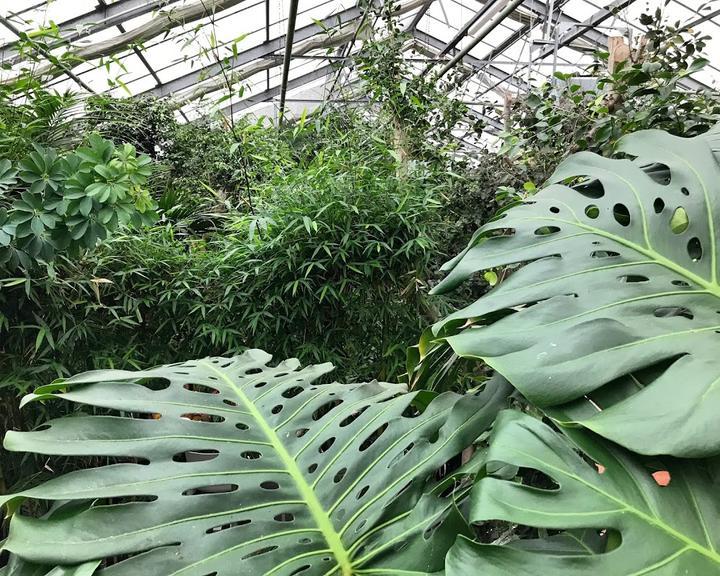 Bambusgarten