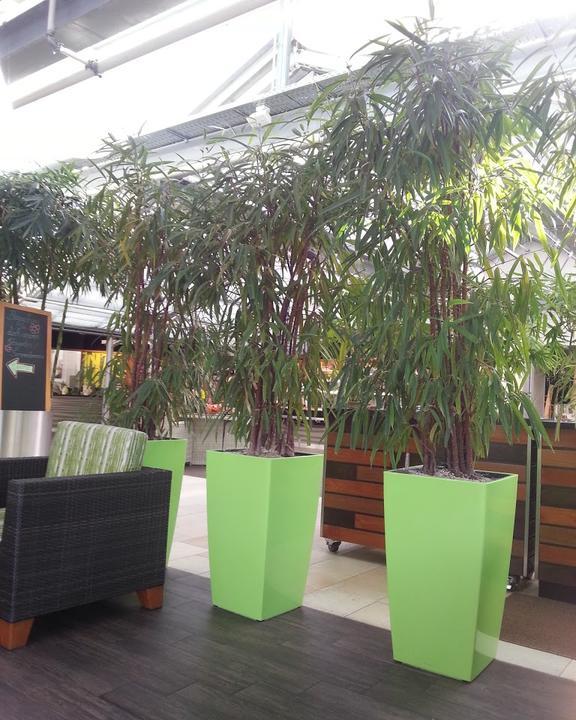 Bambusgarten