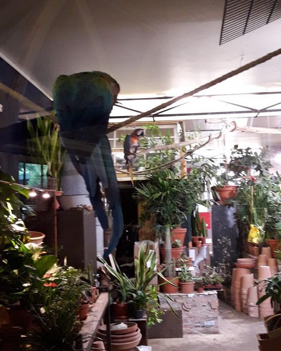 Blumencafe
