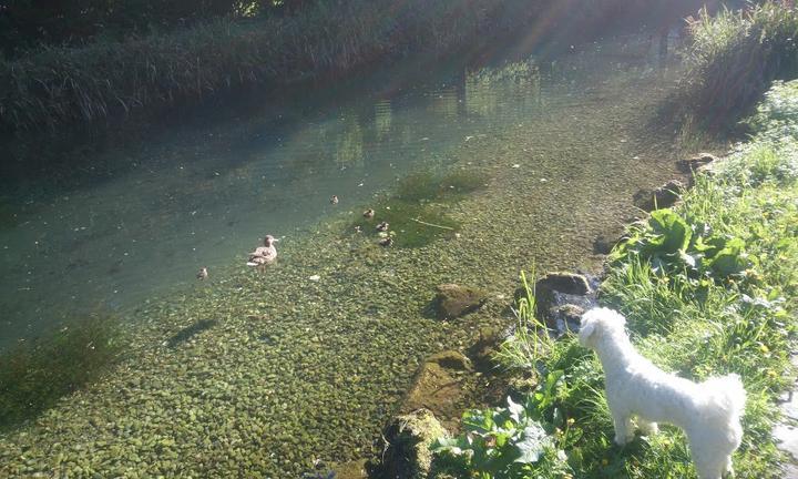 Zum alten Wasserschlössl