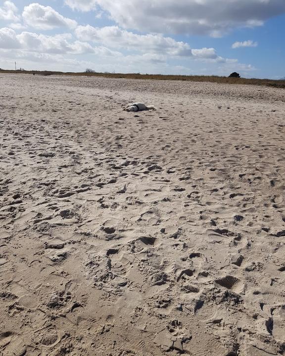 Strandrestaurant Lobster