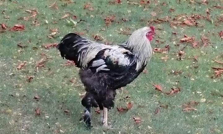 Gasthaus Zum Ulmenhof