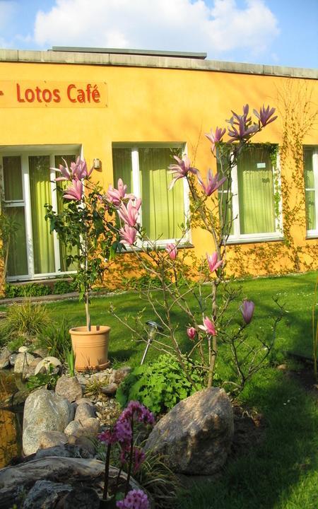 Lotos Cafe