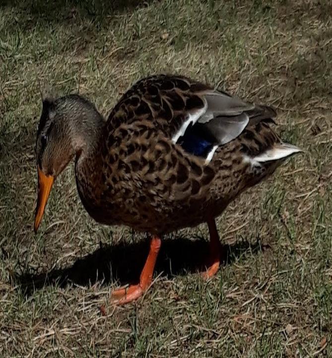 Gastronomie am Heidweiher