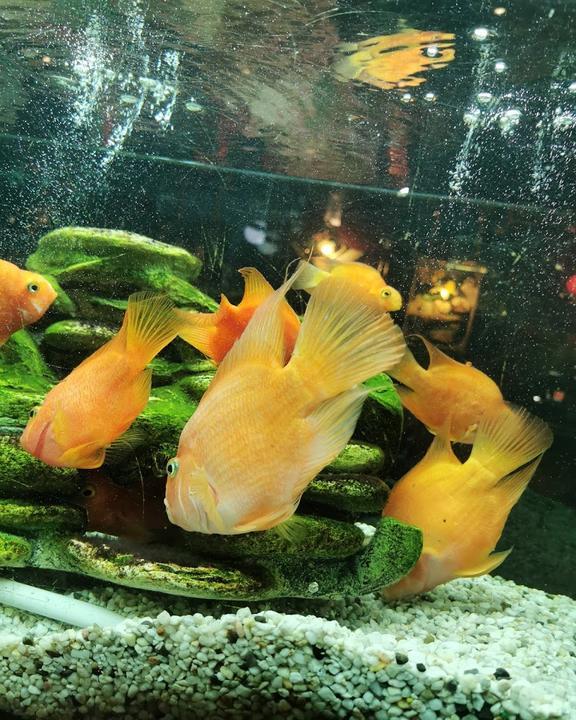 China Restaurant Goldener Drache