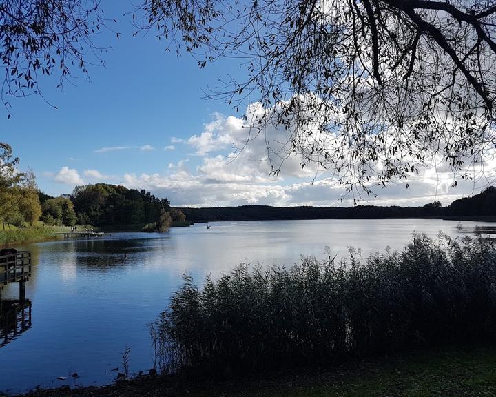 Stranddistel Kolpinsee