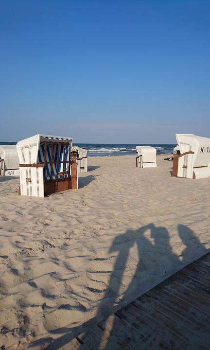 Stranddistel Kolpinsee