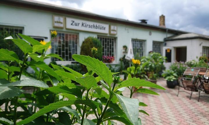 Zur Kirschblute