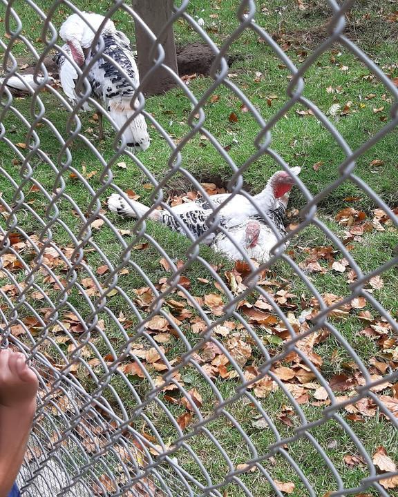 Uhu Pavillon - Wildpark