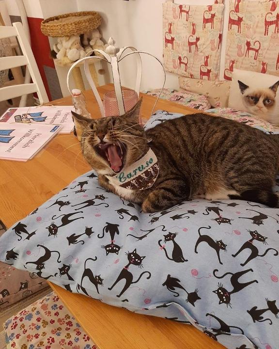 Pee Pees Katzencafe