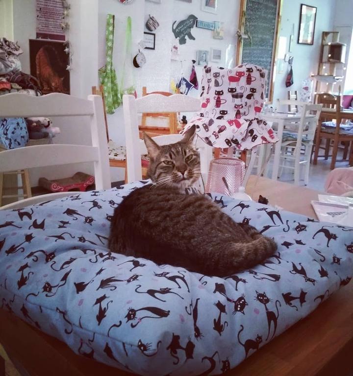 Pee Pees Katzencafe