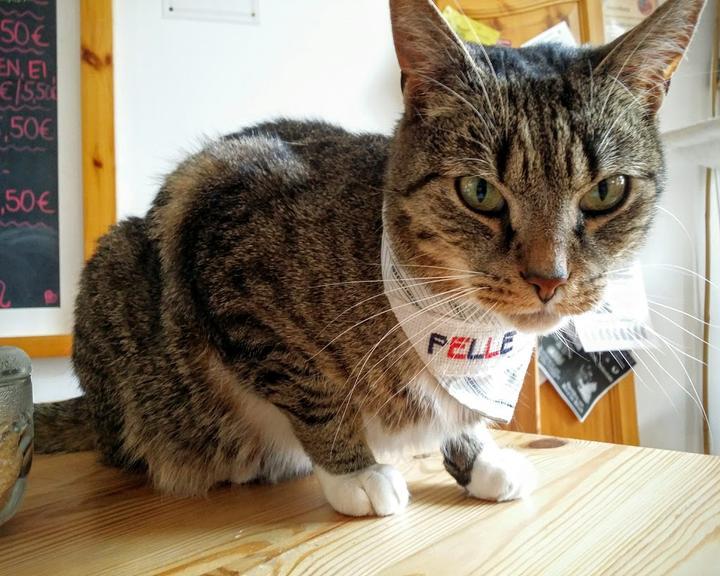 Pee Pees Katzencafe