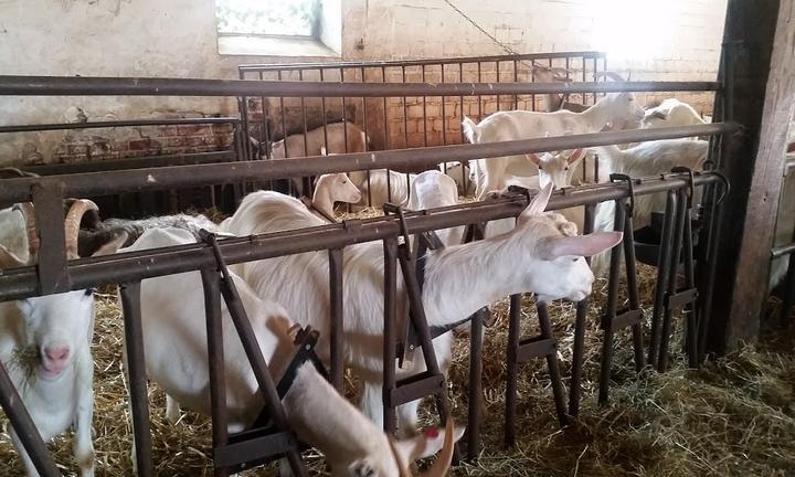 Ziegenkäserei & Wiesencafé Karolinenhof