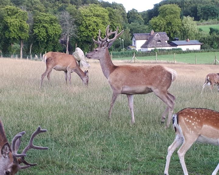 Wildgaststäette & Pension Kleine Föersterei