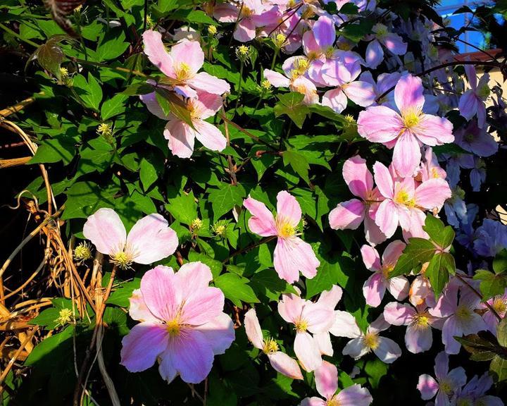 Wildgaststäette & Pension Kleine Föersterei