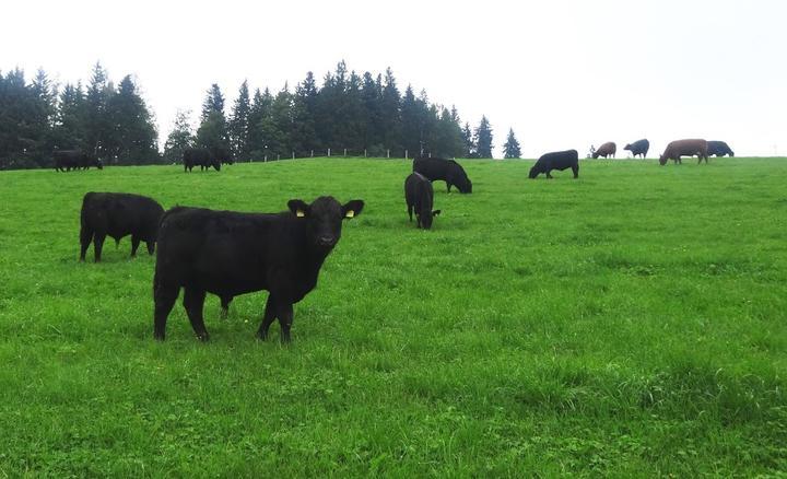 Gaststätte zum Rechberg