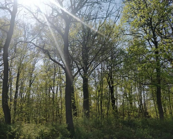 Zur Riede
