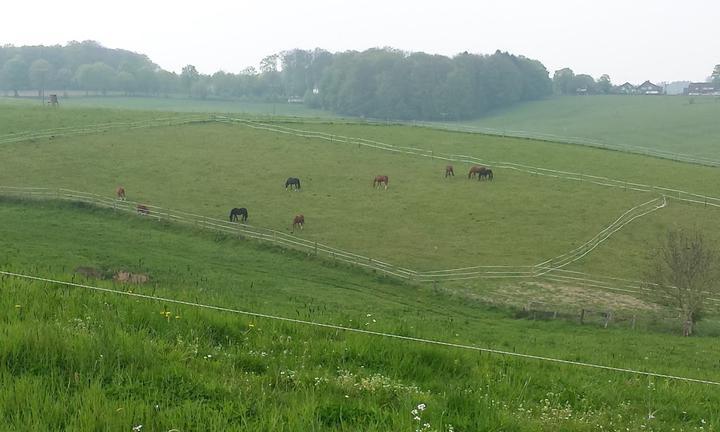 Landgasthof Bach in Der Linde