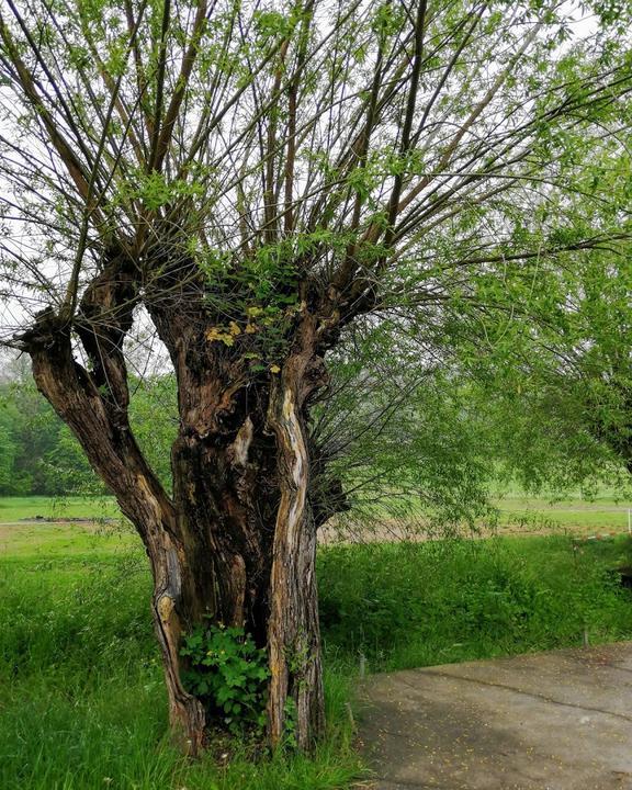 Collis Am Gessenbach